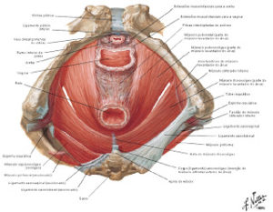 Anatomia2